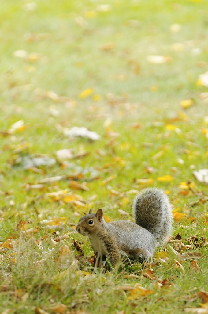 Ecureuil dans le park d'Hampstead